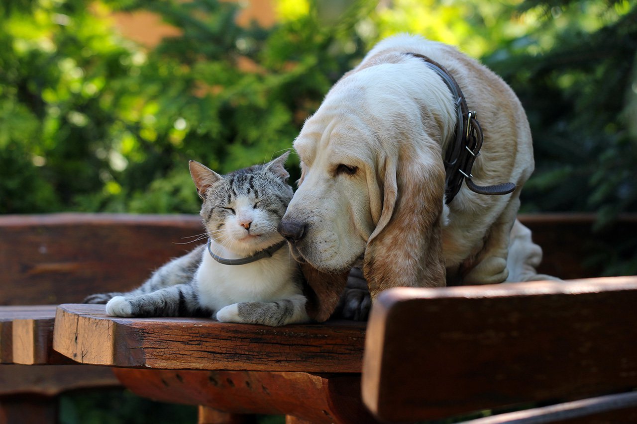 a cat and dog cuddling on a chair outside